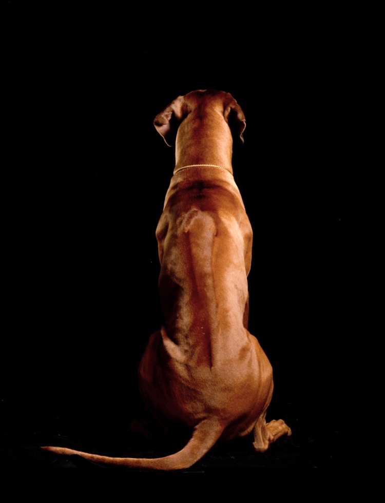 Nelson - Diamondridge Distant Dancr at Royalridge